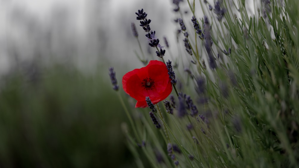 red flower in the middle of green grass field