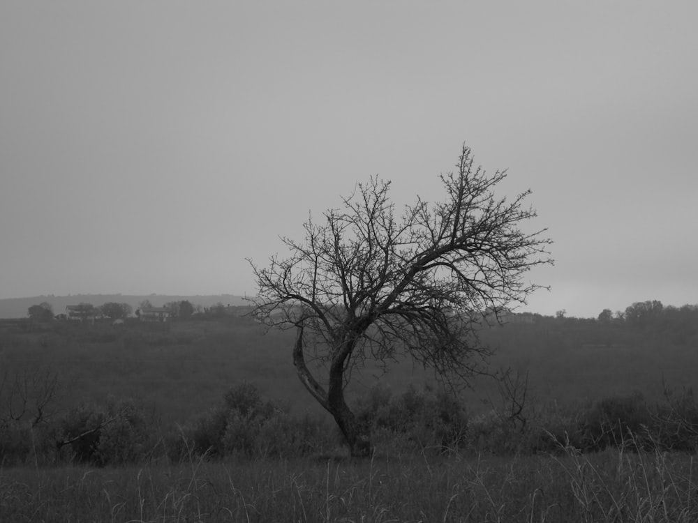 leafless tree on green grass field