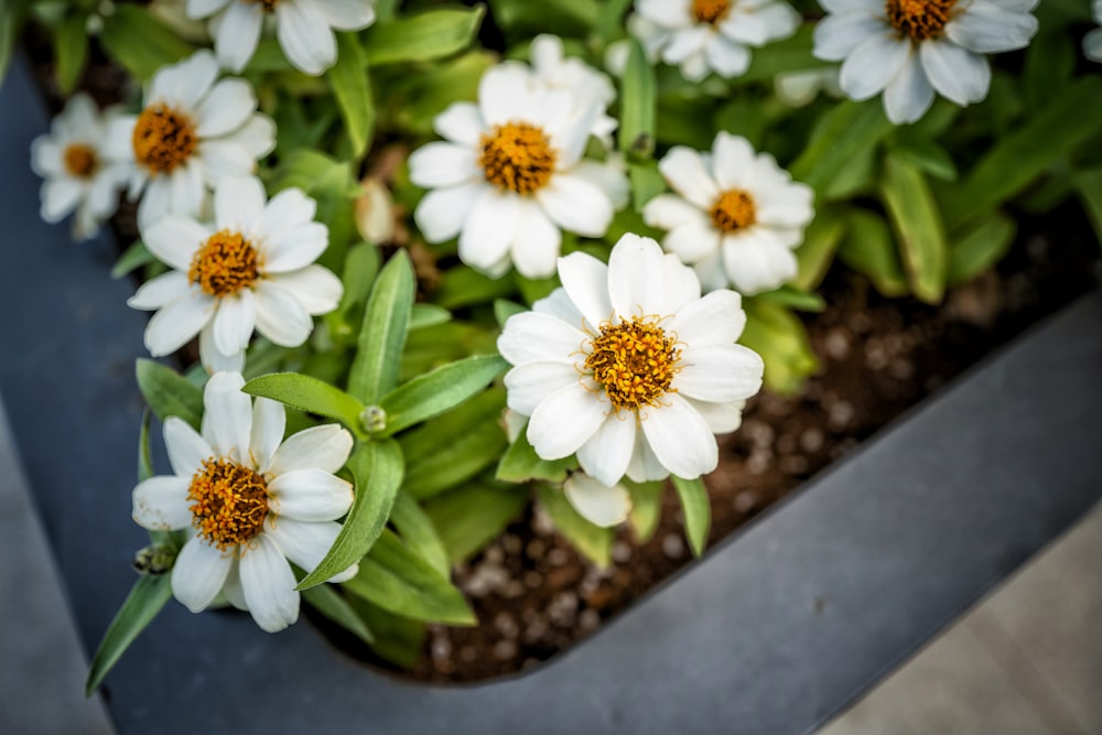 white flowers with green leaves