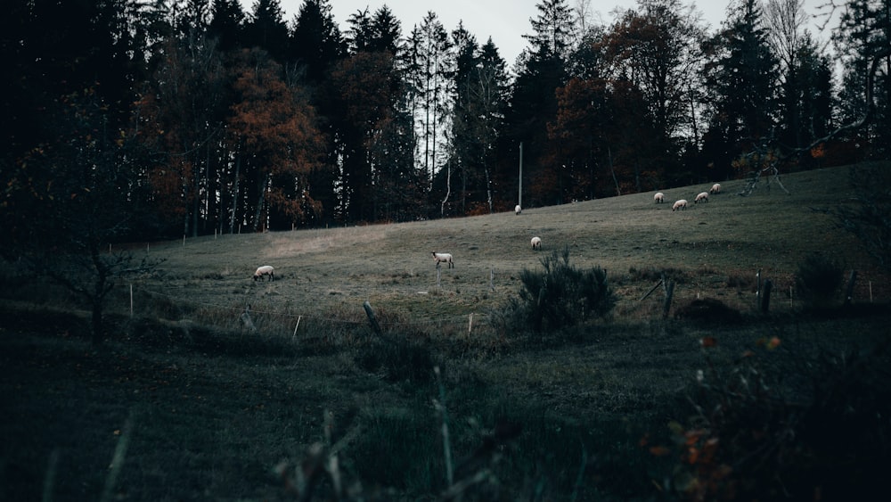 green grass field with trees