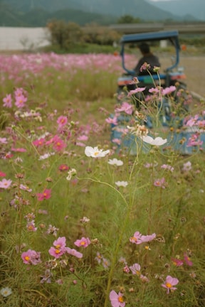 Close-up of a field with wildflowers being cleared to make way for new homes.