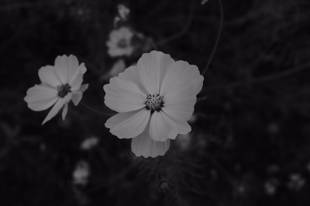 grayscale photo of white flower