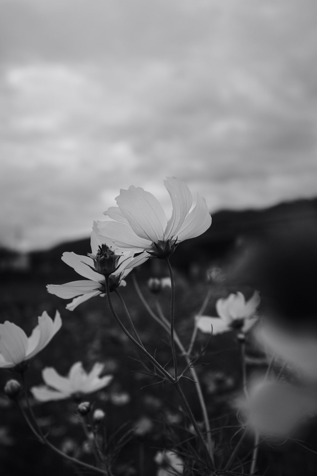 grayscale photo of white flower