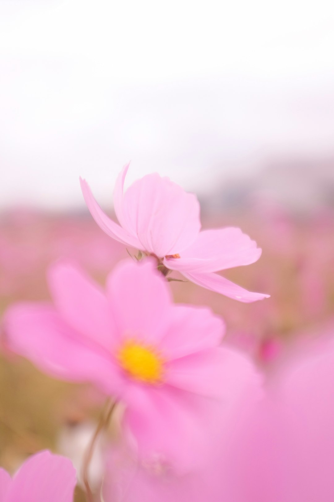 pink cosmos flower in bloom during daytime