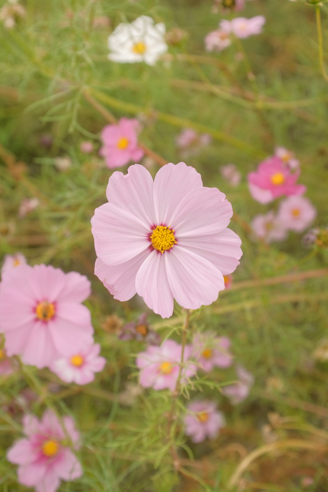 pink and white flower in tilt shift lens