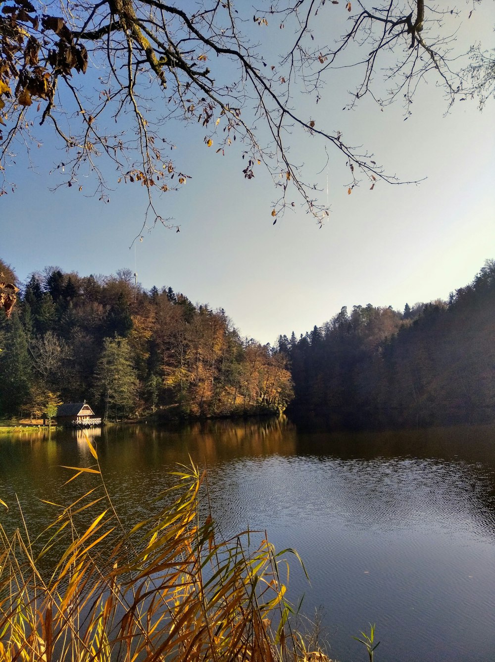 body of water near trees during daytime