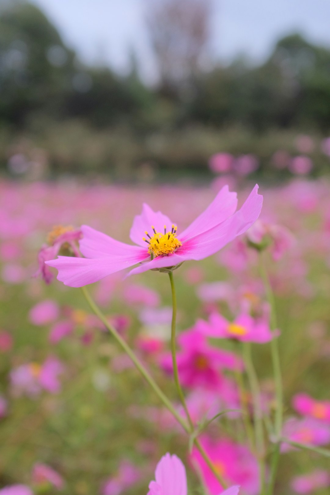 pink cosmos flower in bloom during daytime