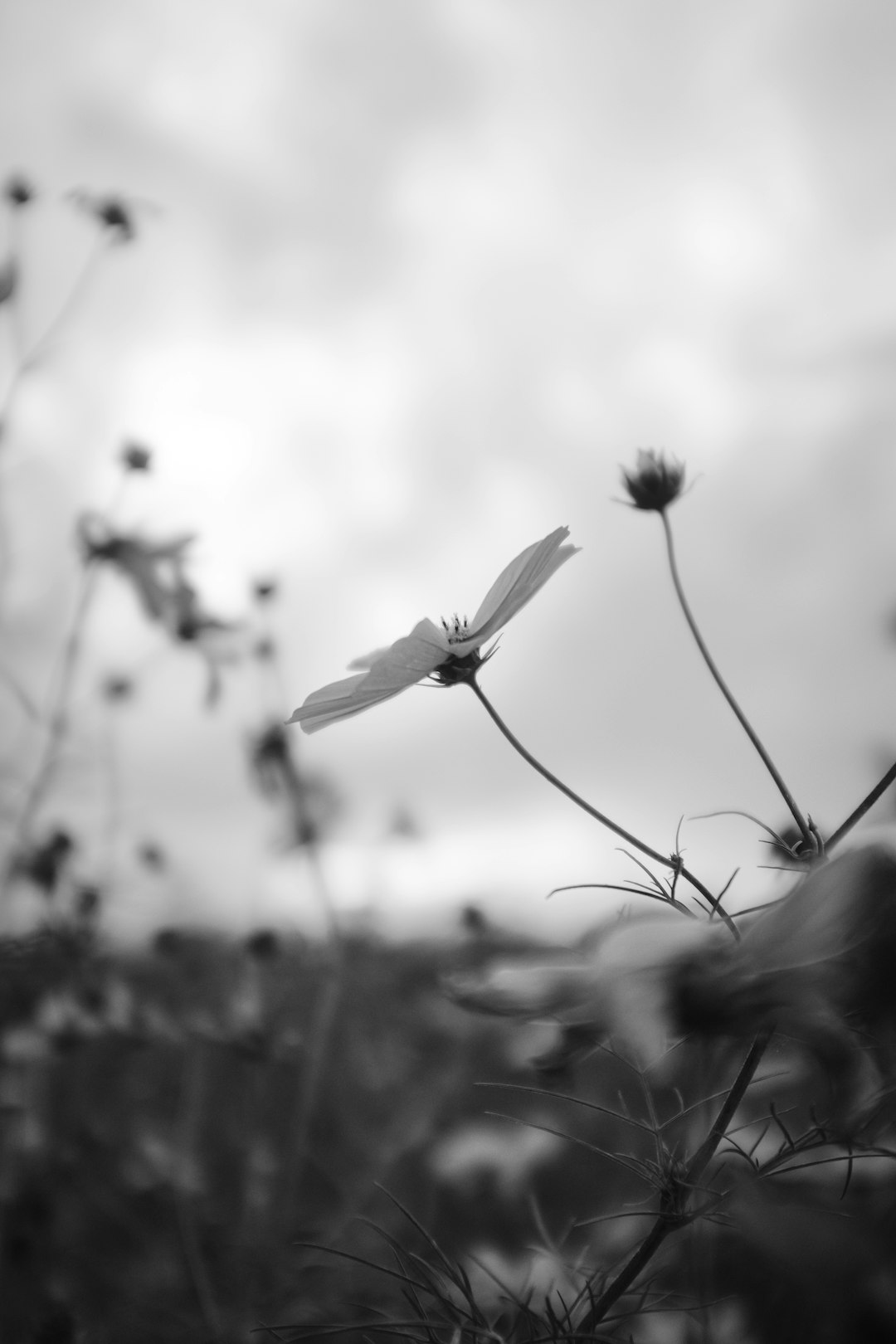 grayscale photo of flower in bloom