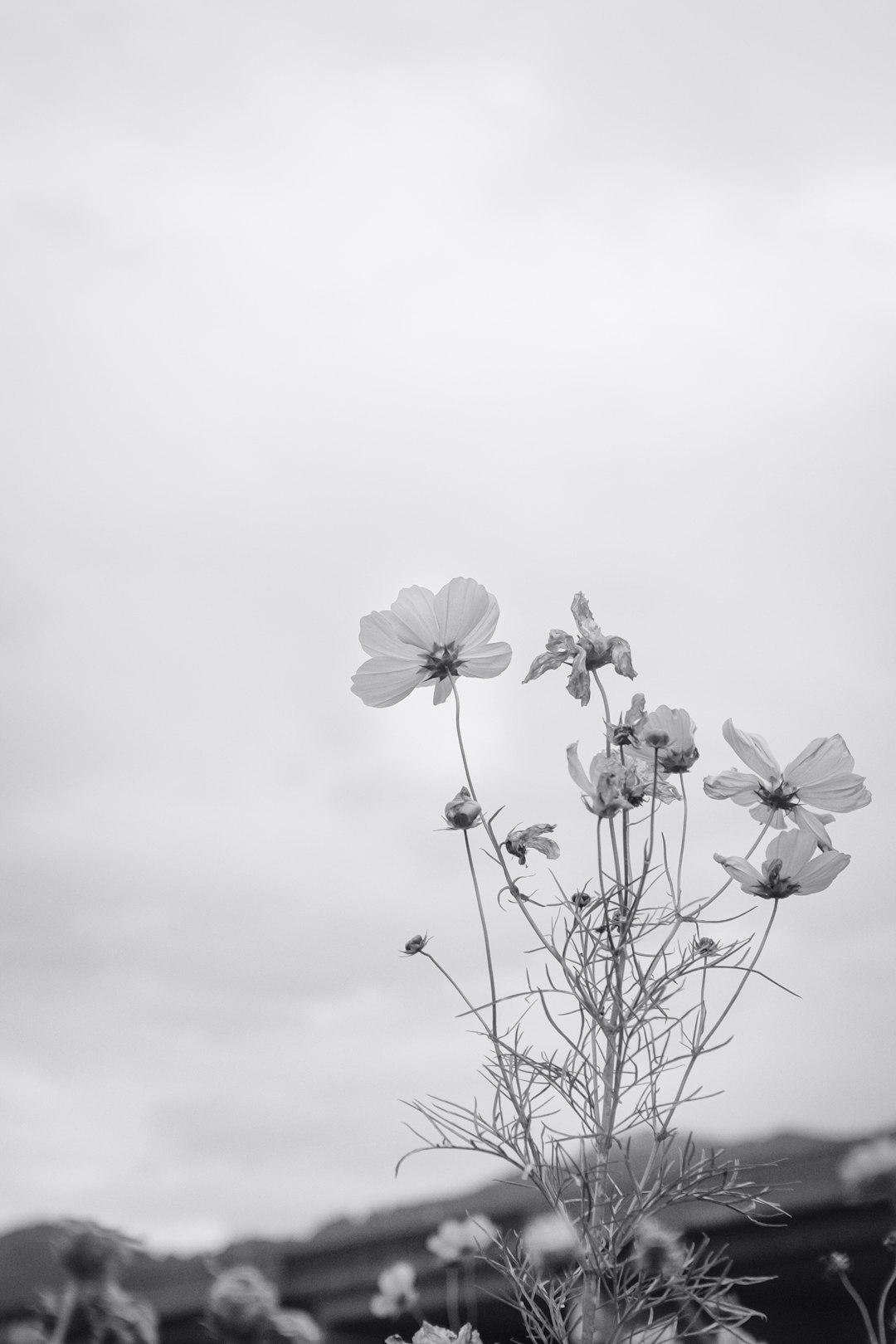 grayscale photo of white petaled flower