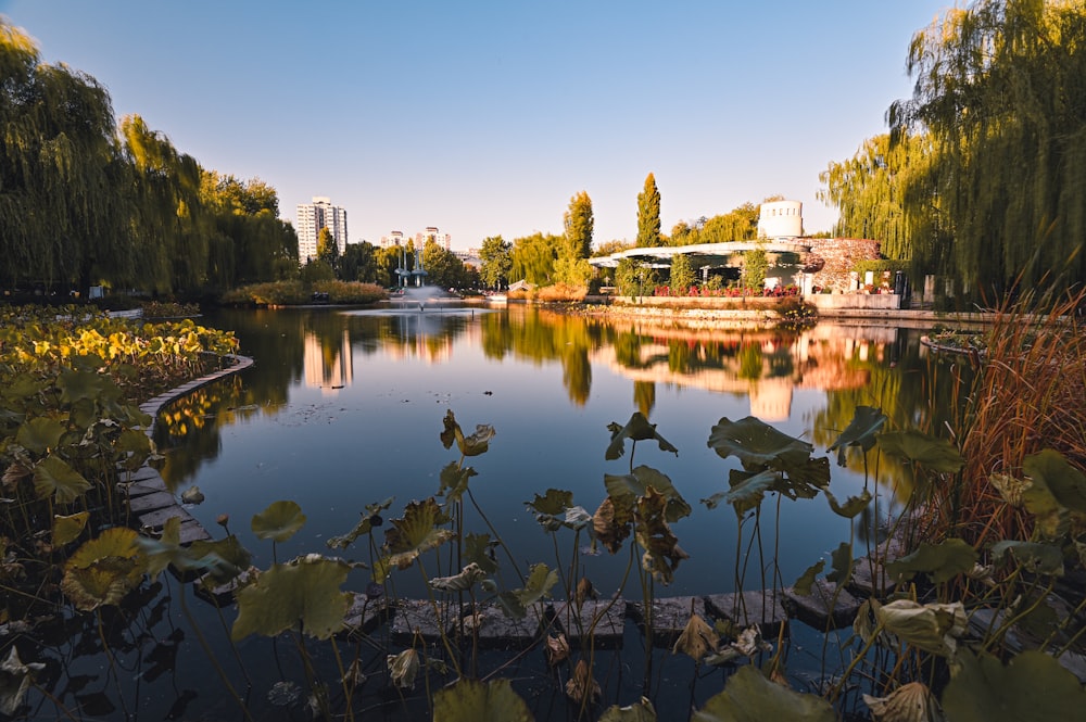 green trees beside body of water during daytime