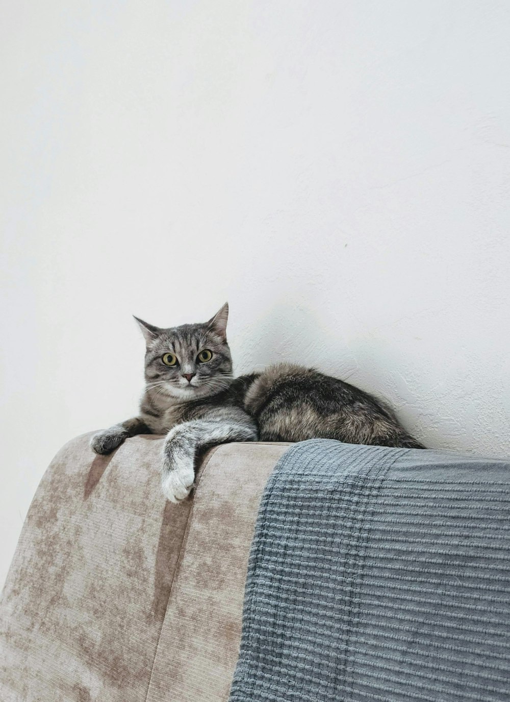 brown tabby cat on brown and gray textile