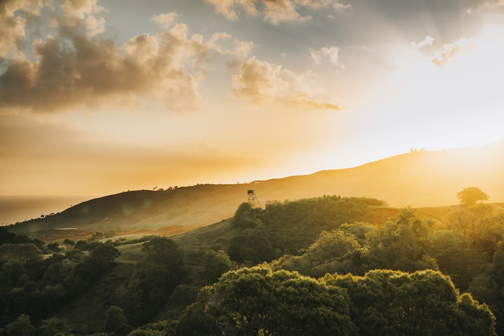 green trees on mountain during sunset