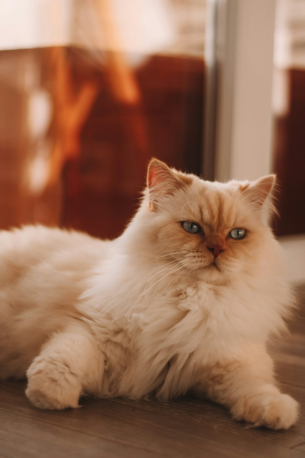 white persian cat on brown wooden table