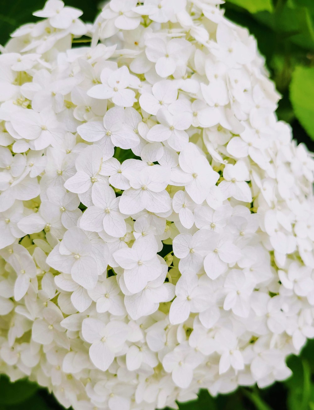 white cluster flowers in close up photography