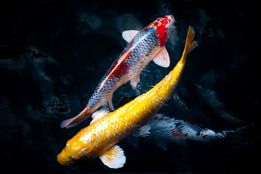 yellow and black fish in water