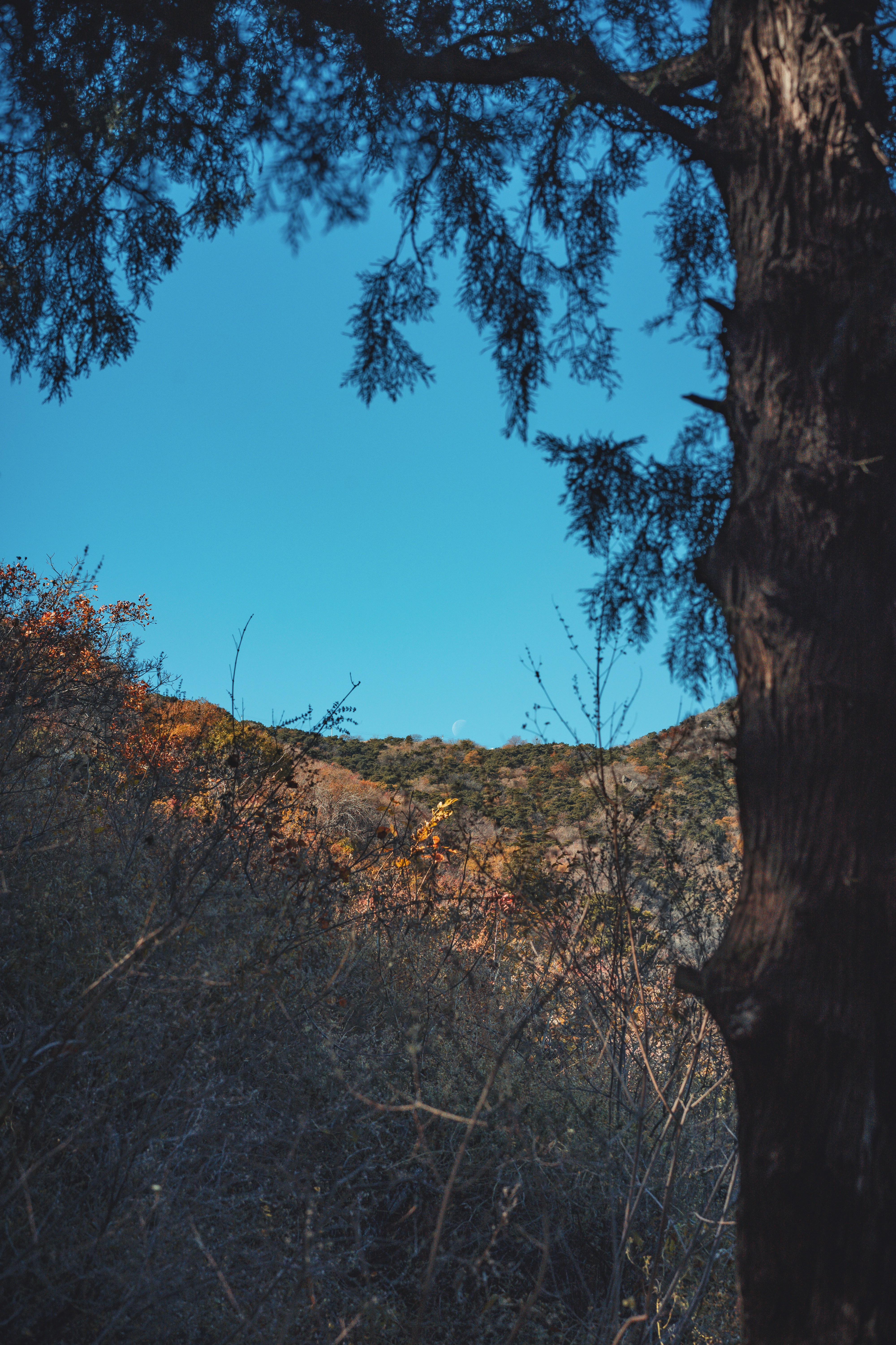 brown tree under blue sky during daytime