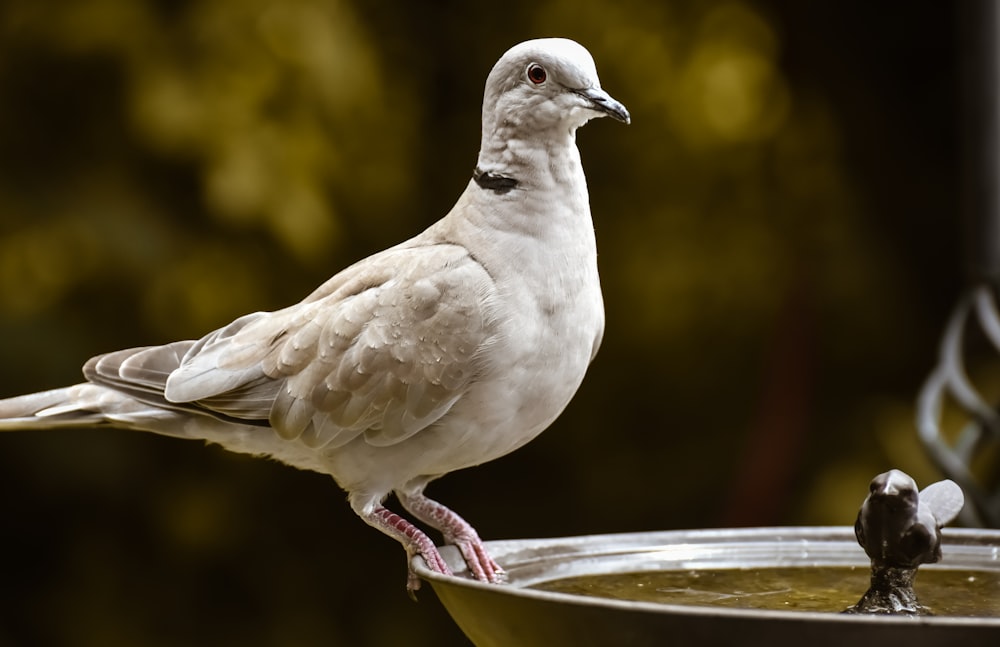 white bird on brown wooden stick