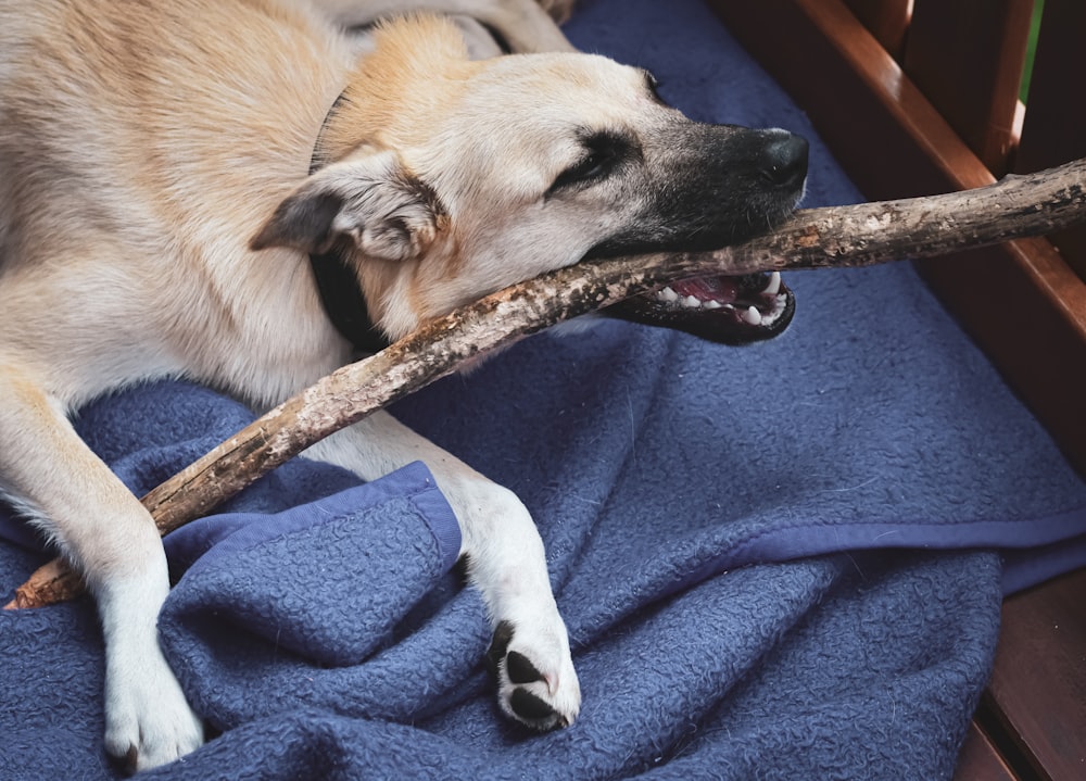 brown short coated dog lying on blue textile