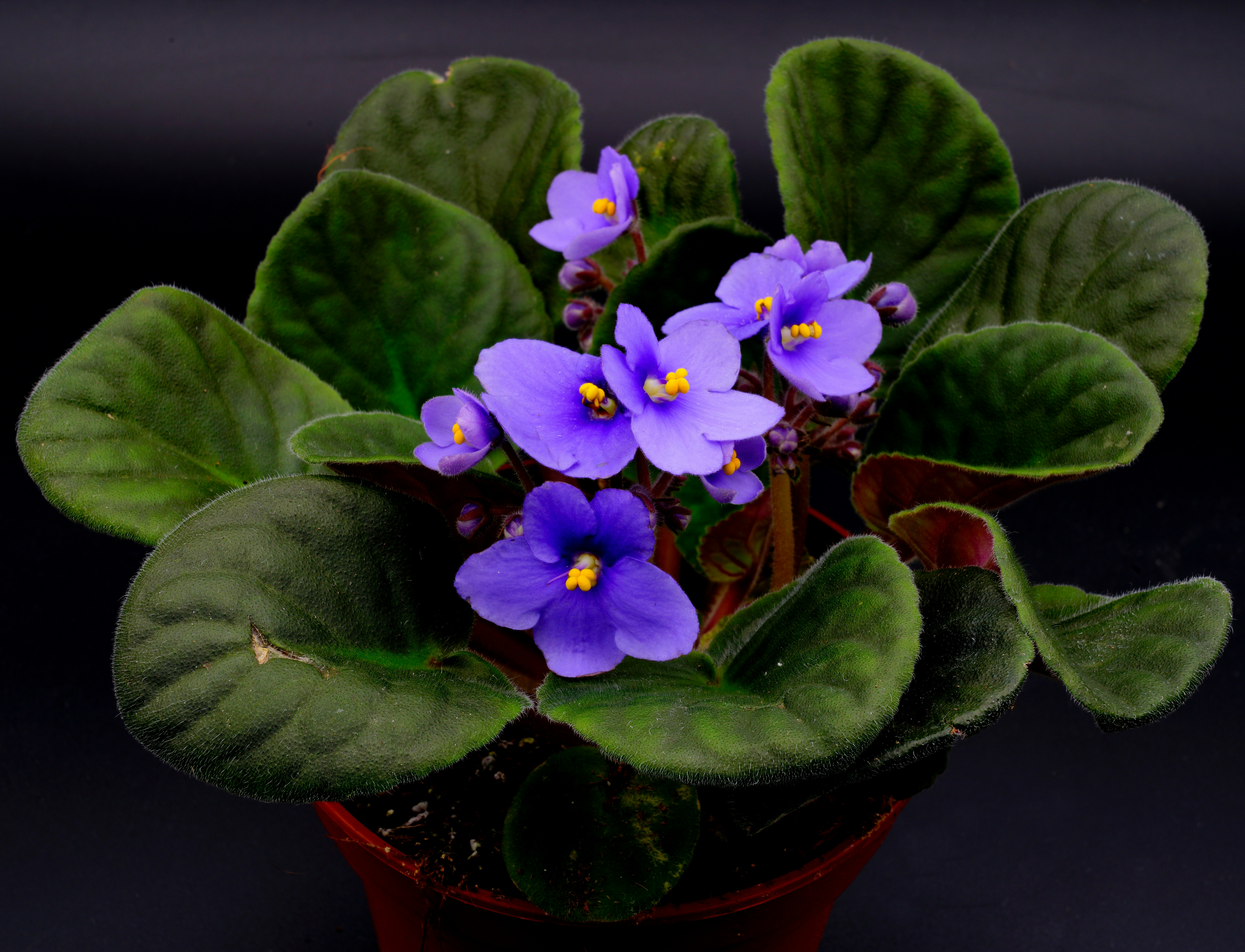 Small indoor plants on a wooden shelf