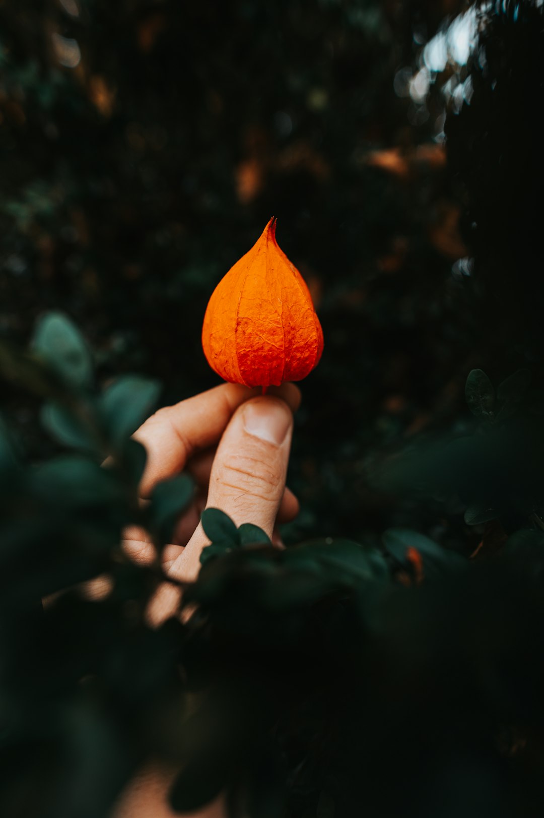 person holding orange and yellow fruit