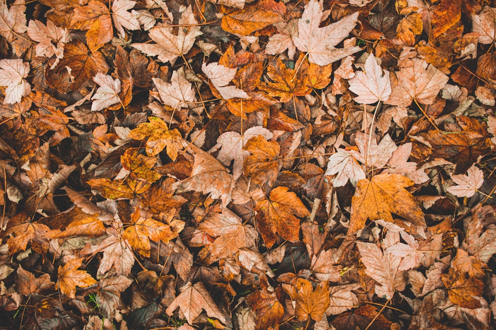 brown dried leaves on ground