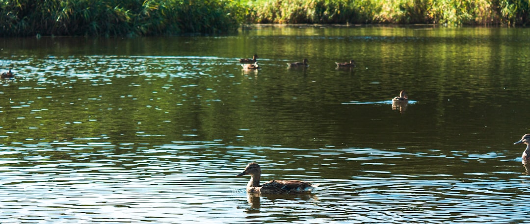 2 brown and black duck on water during daytime