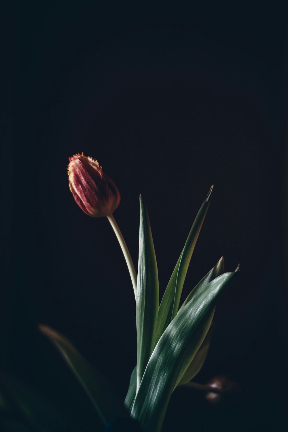 red tulip in bloom close up photo