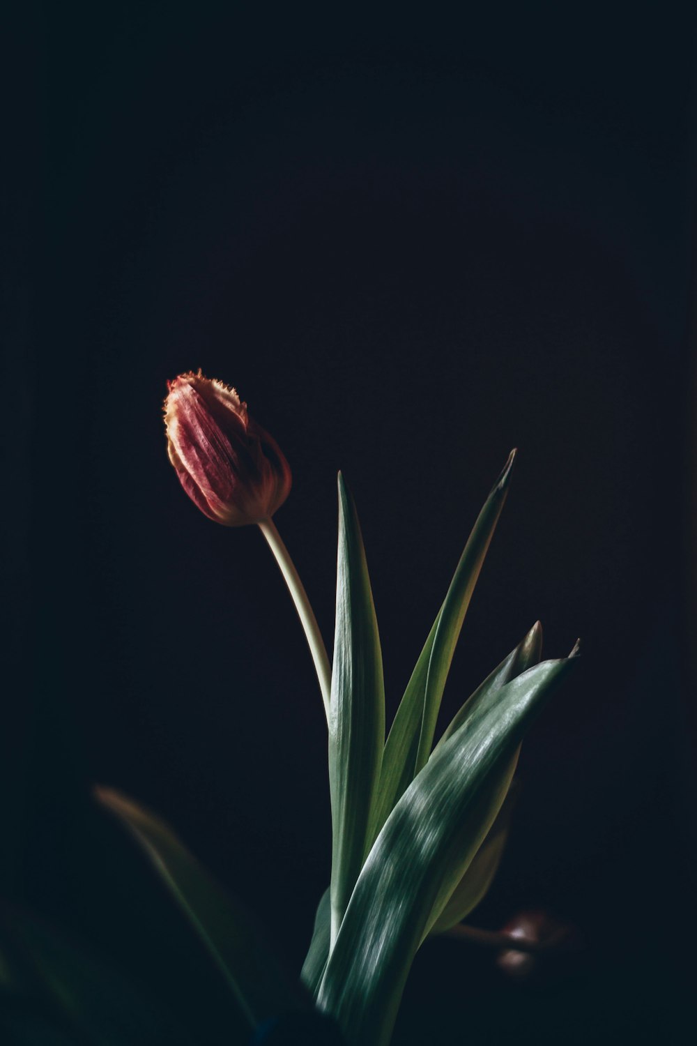 tulipano rosso in fiore foto ravvicinata