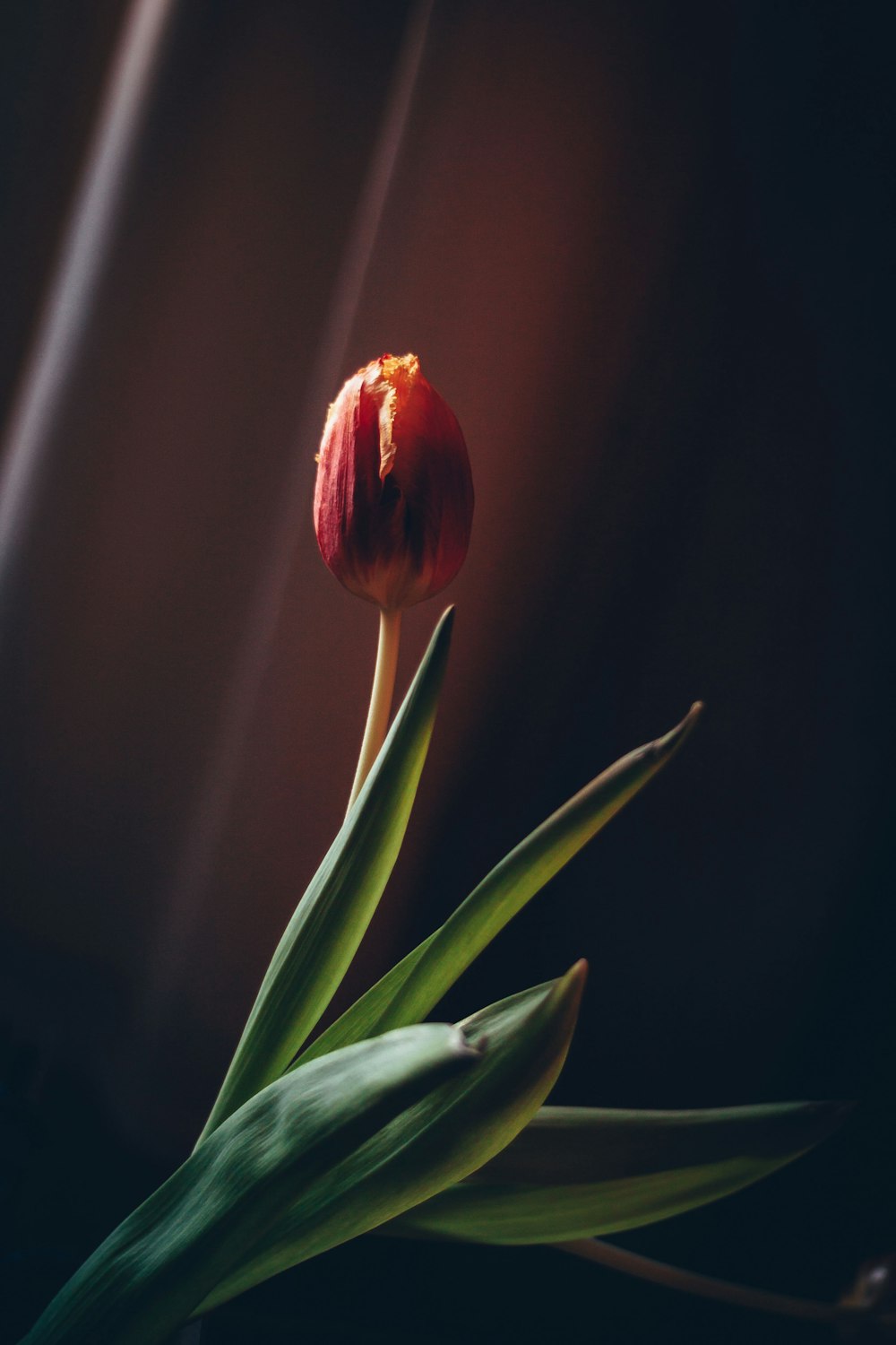 red tulip in close up photography