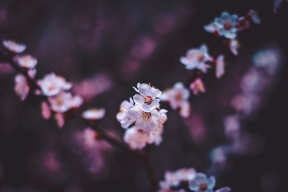 white and pink cherry blossom in close up photography