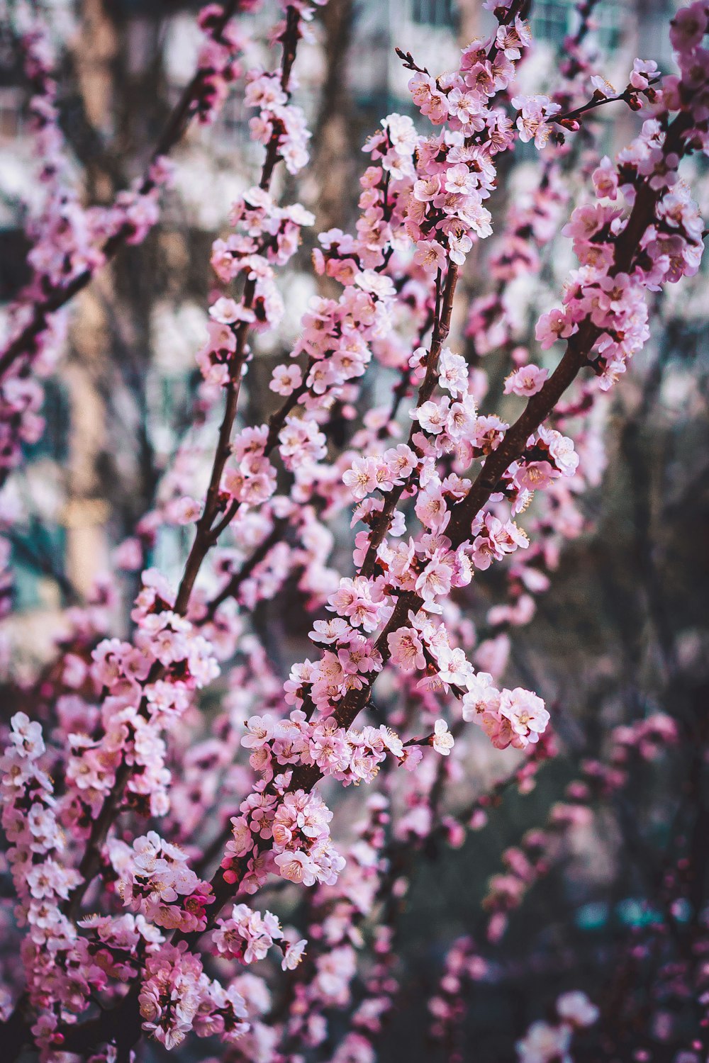 pink flowers in tilt shift lens