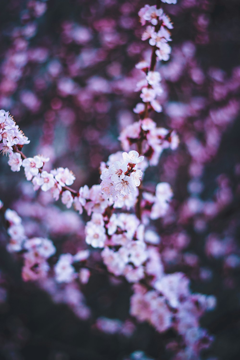 white and pink flower in tilt shift lens