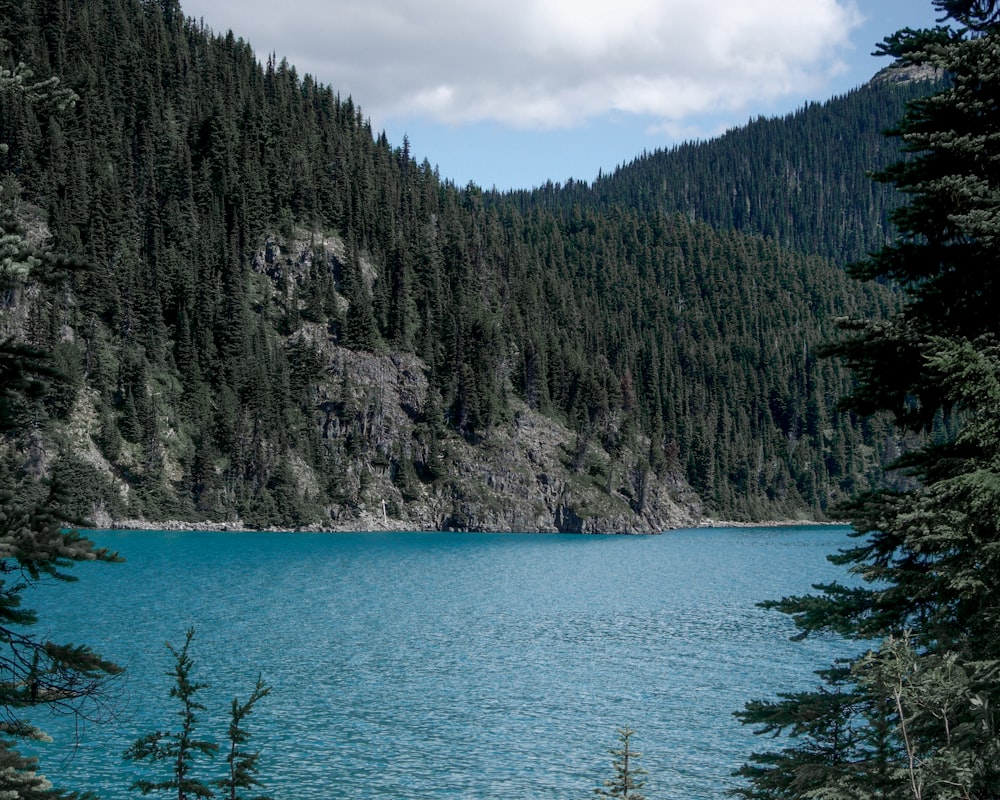 alberi verdi vicino allo specchio d'acqua durante il giorno