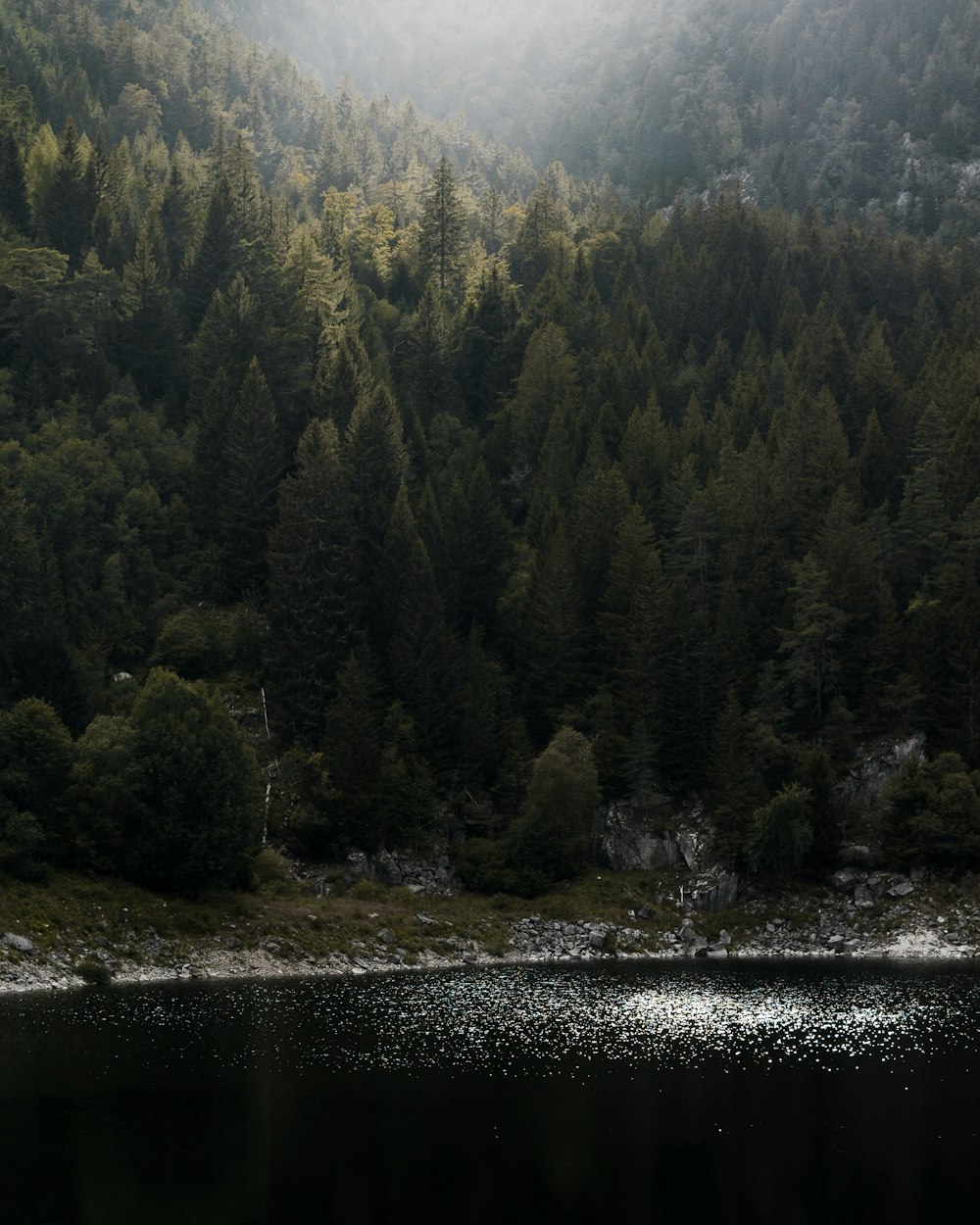 arbres verts près de la rivière pendant la journée