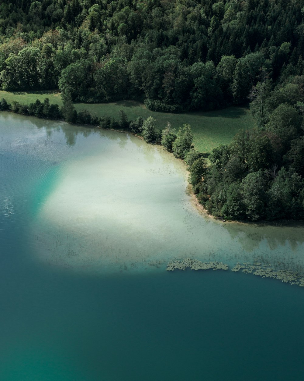 green trees near lake during daytime