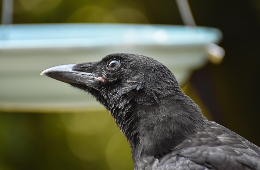 black crow in tilt shift lens