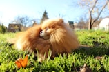 A fluffy Pomeranian dog with a rich, reddish-brown coat is lounging in a grassy area. The sunlight highlights the dog's fur, and the background features a few bare trees and some buildings in the distance, indicative of a late autumn or winter setting.