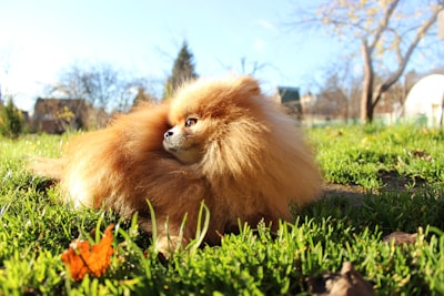 A fluffy Pomeranian dog with a rich, reddish-brown coat is lounging in a grassy area. The sunlight highlights the dog's fur, and the background features a few bare trees and some buildings in the distance, indicative of a late autumn or winter setting.