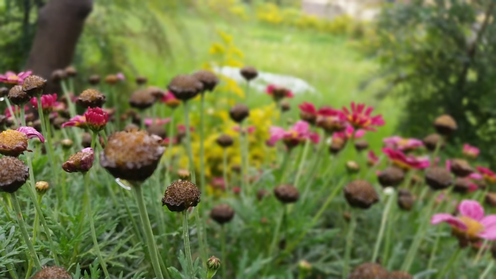 昼間は緑の芝生にピンクの花