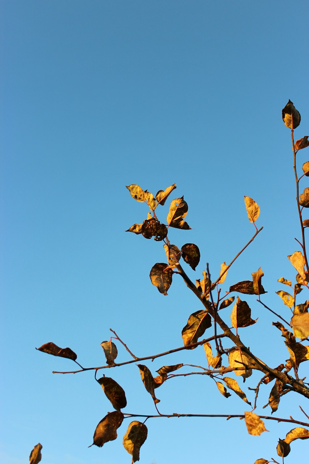 brown leaves on brown tree branch during daytime