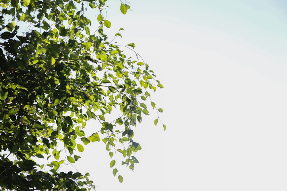 folhas verdes com névoa branca