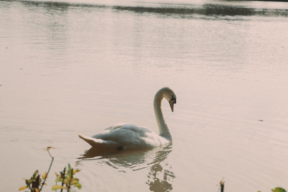 white swan on water during daytime