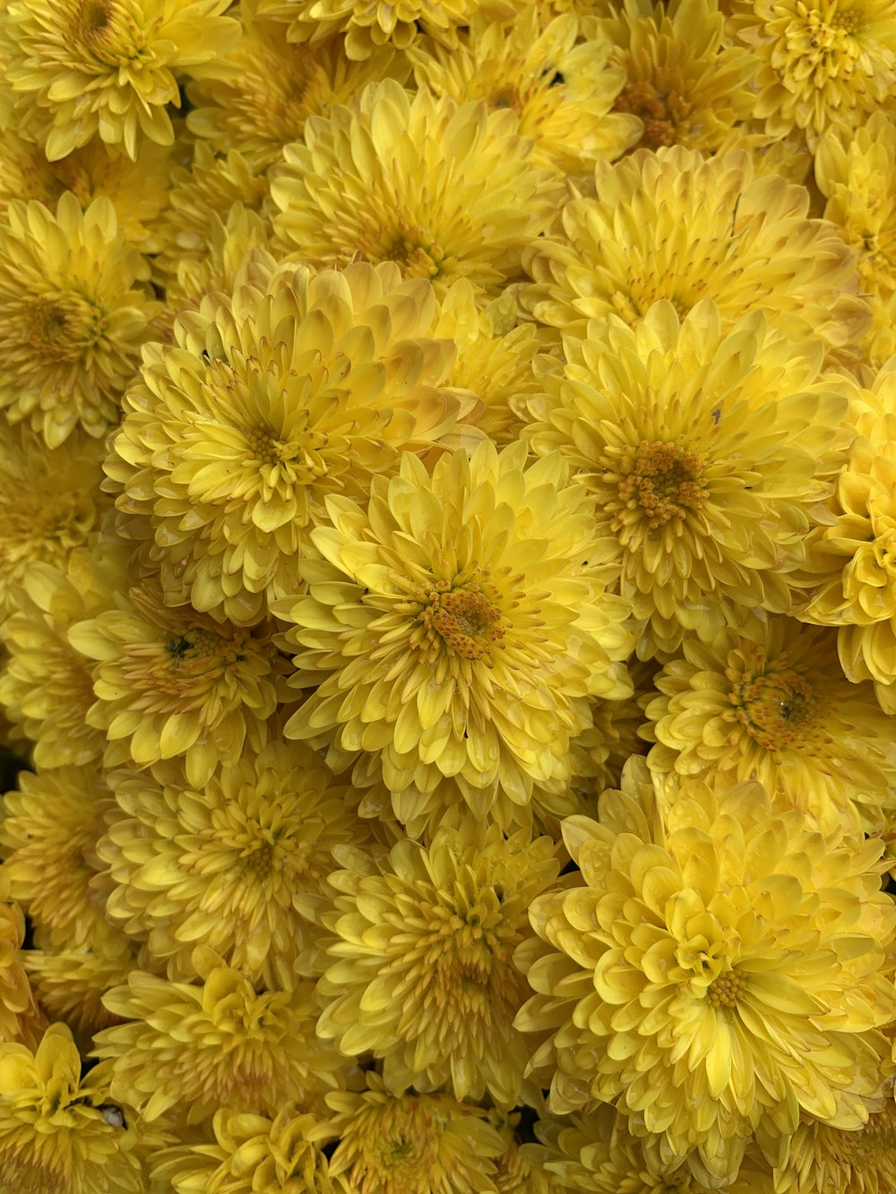 yellow flower in macro lens