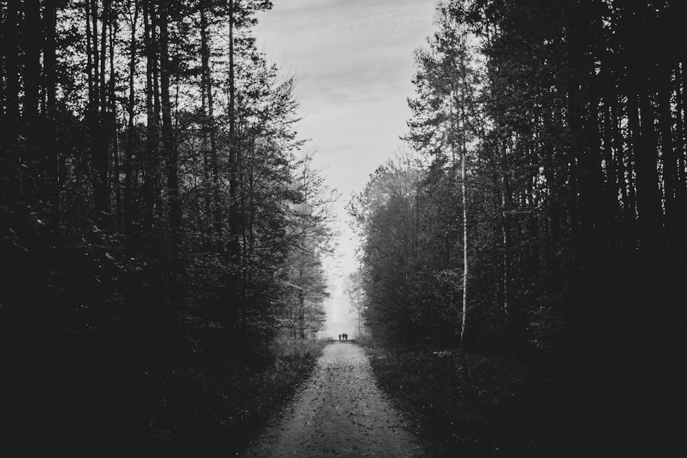 grayscale photo of pathway between trees