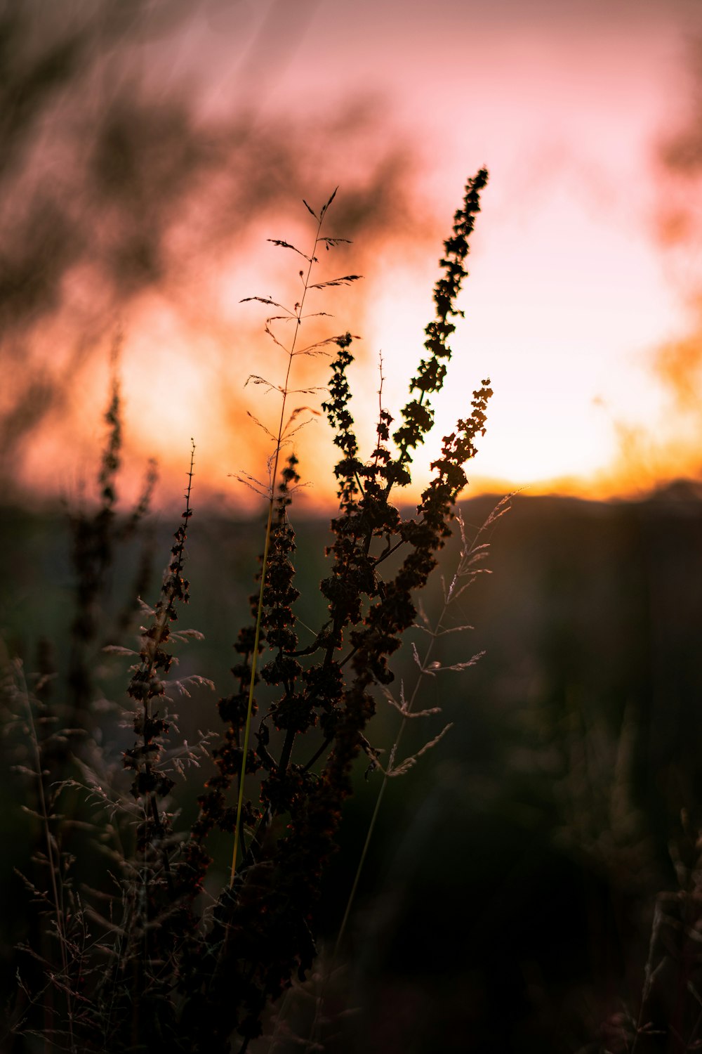 Braune Pflanze unter orangefarbenem Himmel