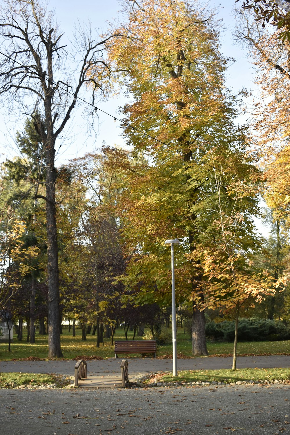 green and brown trees near gray metal fence during daytime