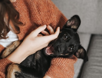 black short coat small dog