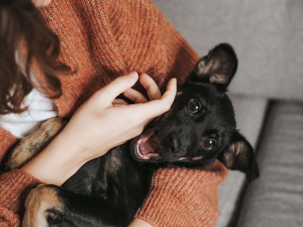 Perro pequeño de pelaje corto negro