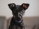 A small black dog with alert ears and soulful eyes is gazing intently. The background is blurred, drawing focus to the dog's expressive face. The dog has a shiny coat and is wearing a blue collar.