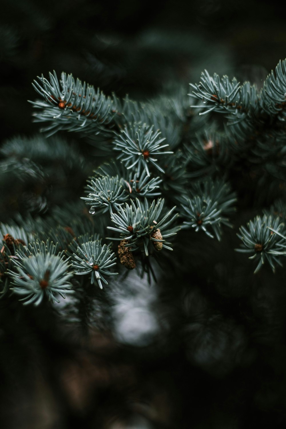 green and white plant in close up photography